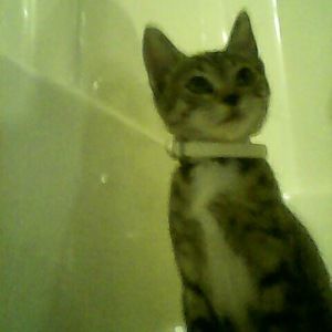 Meet your Posher, Shirley